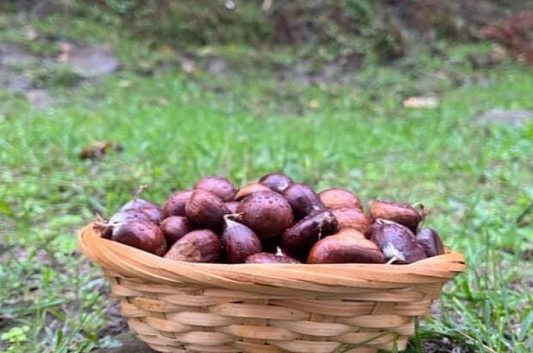 Türkeli’de kestane sezonunda vatandaşlar ormana akın etti 