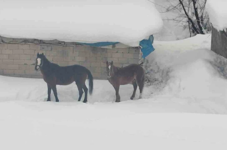 Türkiye-İran sınırında terk edilen 2 at kurtarıldı 