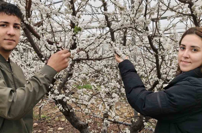 Türkiye karla kaplıyken Silifke’de erik ağaçları çiçek açtı