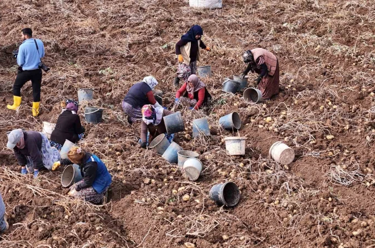 Türkiye’de sezonun son patatesleri Sivas’ta sökülüyor 