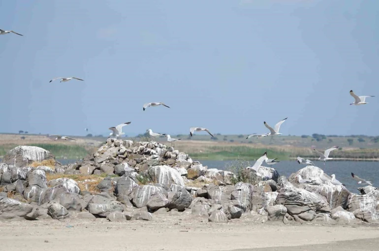 Türkiye’nin en büyük adası Gökçeada’da en büyük ada martısı kolonisi 