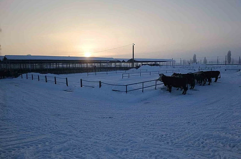 Türkiye’nin en büyük hayvan pazarı ağır kış şartları nedeniyle kapatıldı 