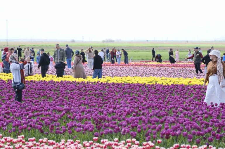 Türkiye’nin en büyük lale tarlasında ziyaretçi rekoru 