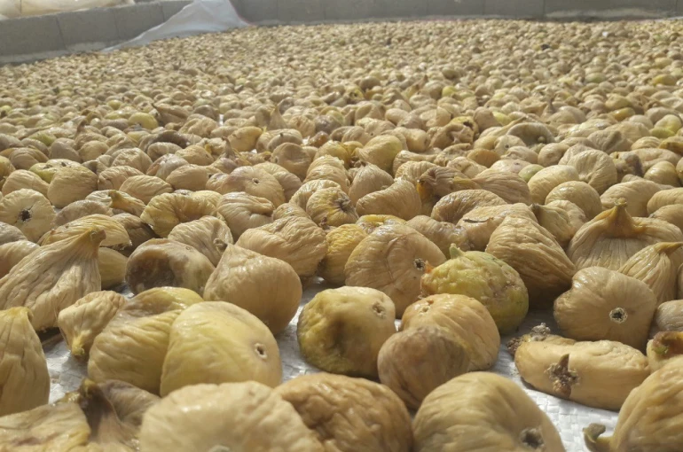 Türkiye’nin milli meyvesi incir, bu yıl üreticisine tat vermedi 