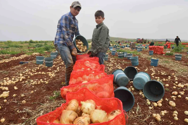 Türkiye’nin Suriye sınırında bereketli soğan hasadı 