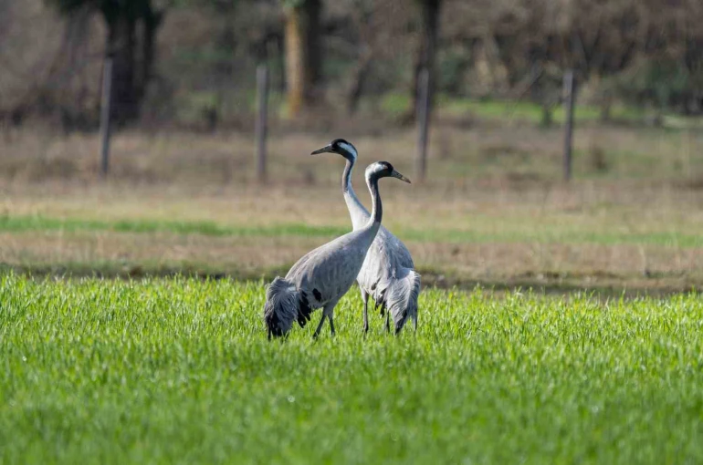 Turnaların izinde: 2026 izleme çalışmaları sürüyor 