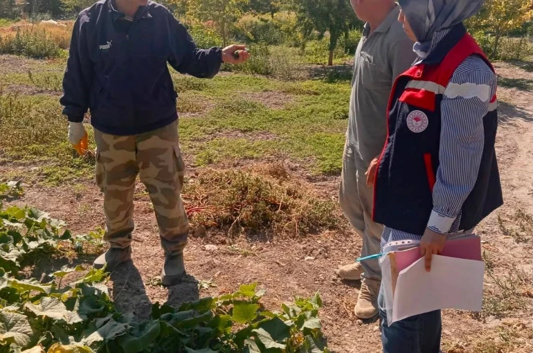 Turşuluk salatalık üretim alanlarında tarım ilacı kontrolleri sürüyor