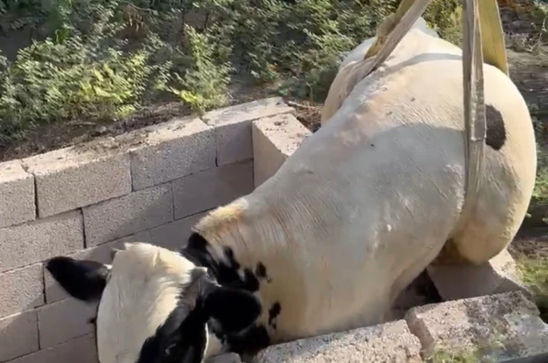 Tuvalet kuyusuna düşen boğa itfaiye ekipleri tarafından kurtarıldı 