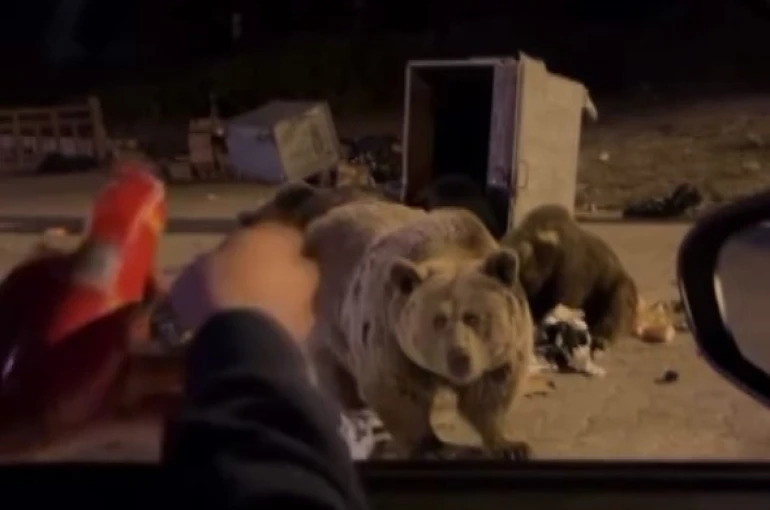 Uludağ’da ayı ailesine sucuk ziyafeti çekerken saldırıya uğradı 