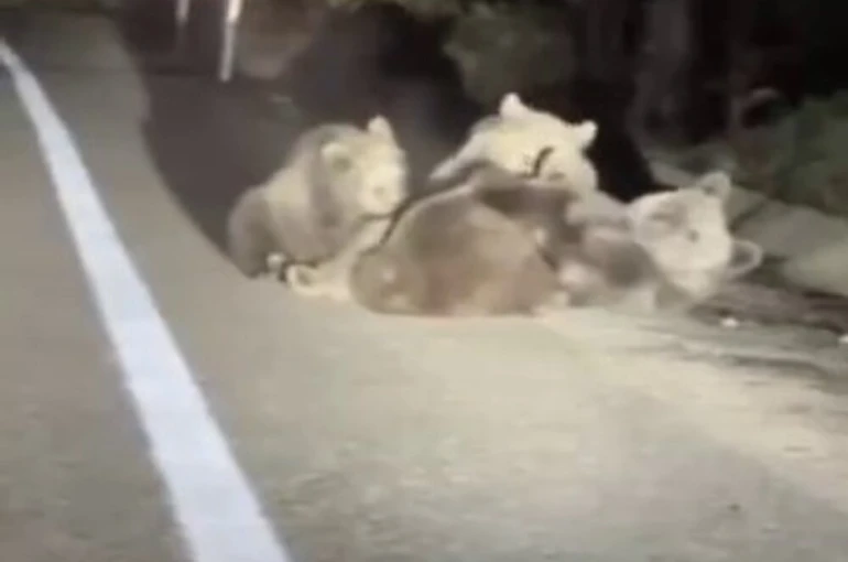 Uludağ’da vahşi doğanın en tatlı anı... Anne ayı yavrularını emzirirken görüntülendi 
