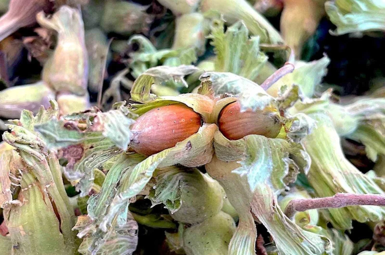 Uludağ’ın fındığı destek bekliyor 