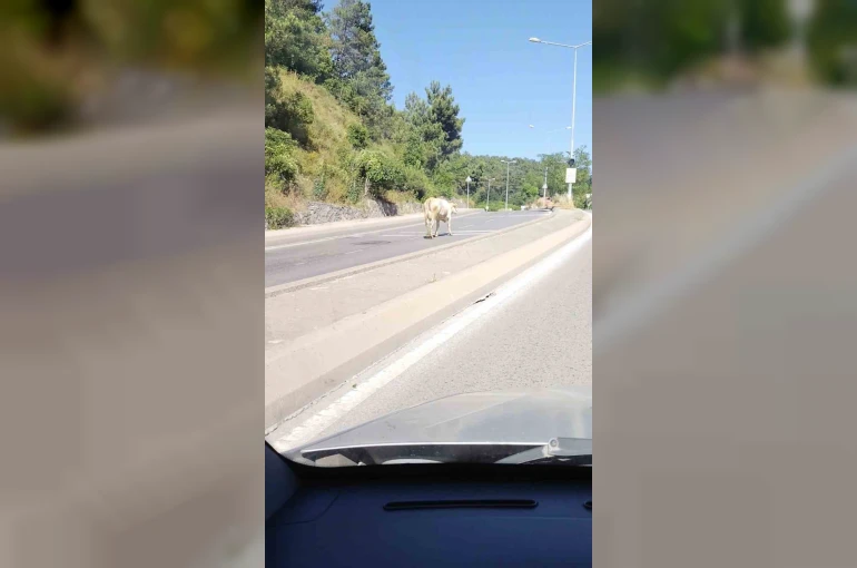 Ümraniye’de cadde ortasında başıboş inek görüntülendi 