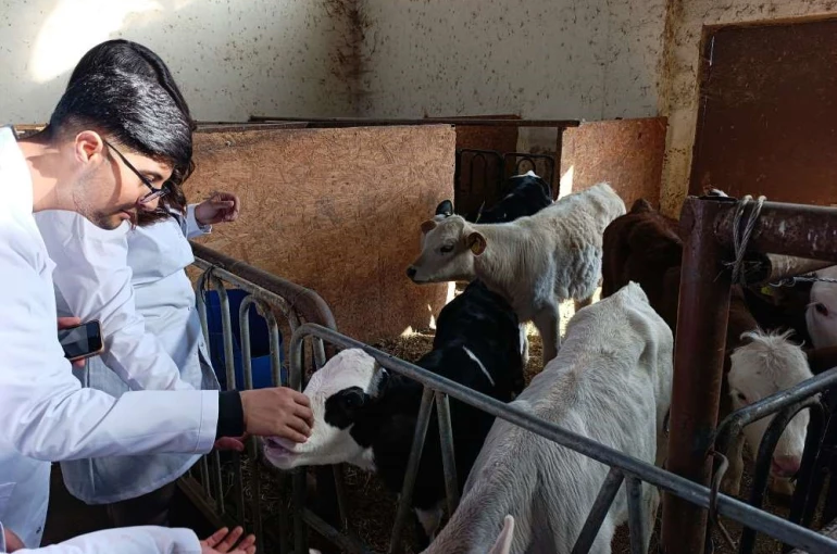 Üniversite öğrencileri Van’da sertifikalı sığır yetiştiriciliği eğitimine katıldı 