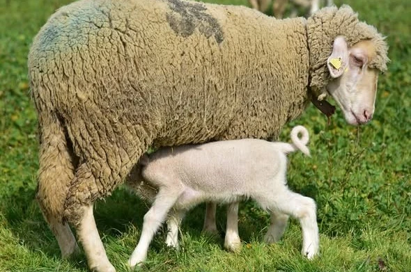 Üniversitenin yavru kuzuları anaları ile buluştu