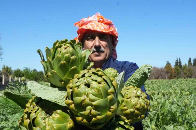 Urla’da sakız enginarının hasat mesaisi sürüyor 