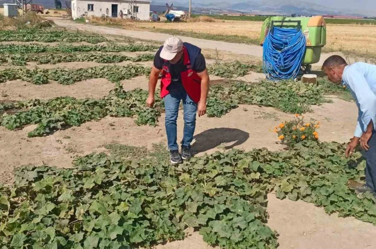 Ürün verim ve rekolte tahmin çalışmaları sürüyor
