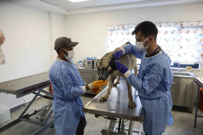 Uyuz tanısı konulan 50 köpek tedavi altına alındı 