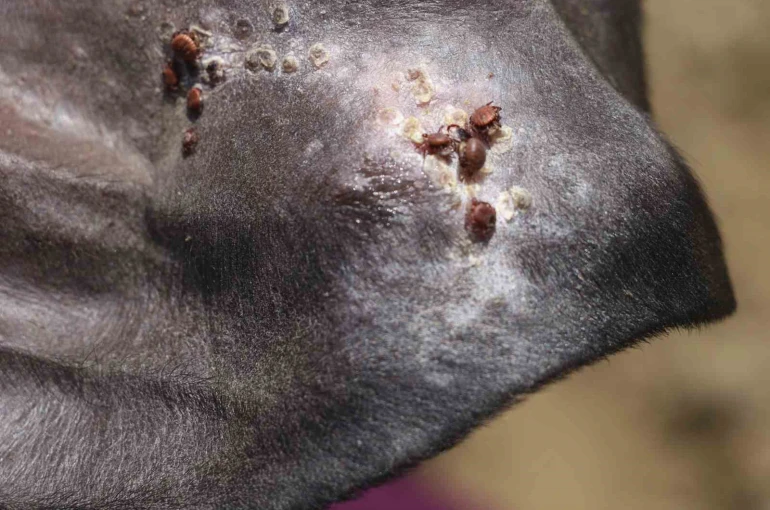 Uzmanı uyardı: "Sonbahar mevsimi kenelerle mücadele için oldukça önemli" 