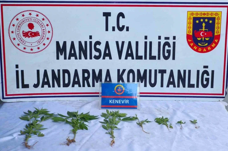 Üzüm bağında kenevir ele geçirildi 