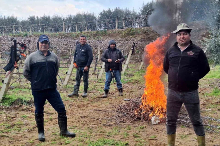 Üzüm bağlarında zorlu budak mesaisi 