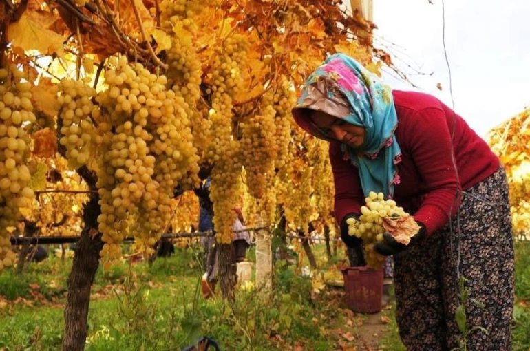 Üzüm hasadında sona yaklaşıldı 