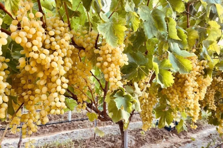 Üzüm üreticilerine kritik hasat uyarısı!
