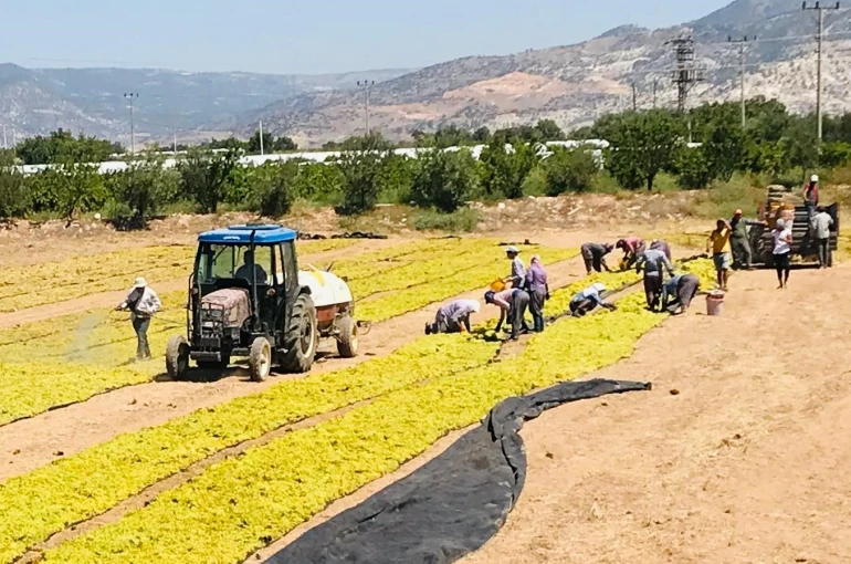 Üzüm üreticisi sezona dertli girdi