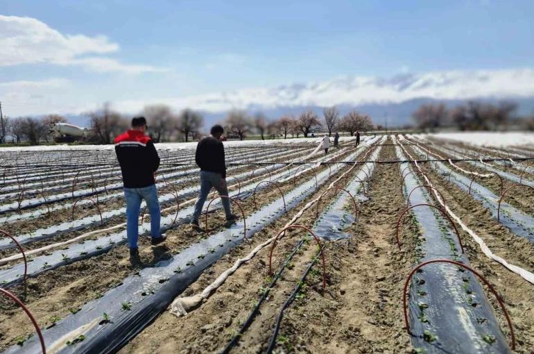 Üzümlü’de biber fideleri toprakla buluştu 