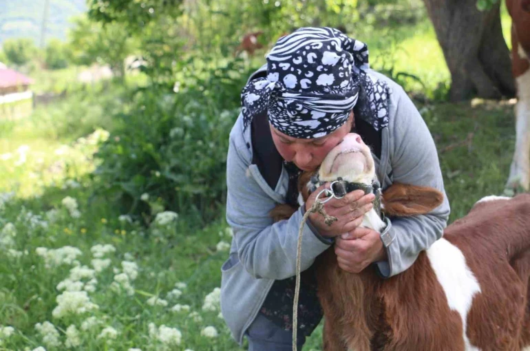 Üzümlü’de yabancı gelin hayvancılığa renk kattı 