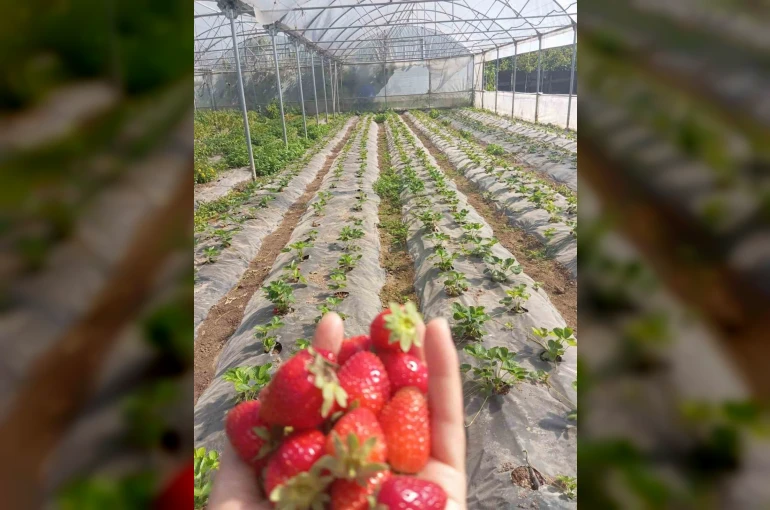 Üzümsü meyve bahçelerinde teknik kontrol yapıldı