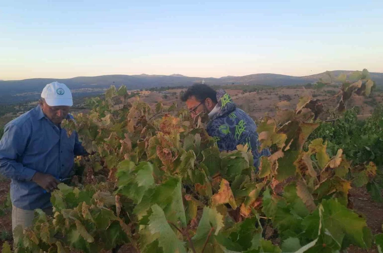Üzümünü hasada kadar korumak isteyen çiftçinin sıfır maliyetli çözümü kuşları uzaklaştırıyor 