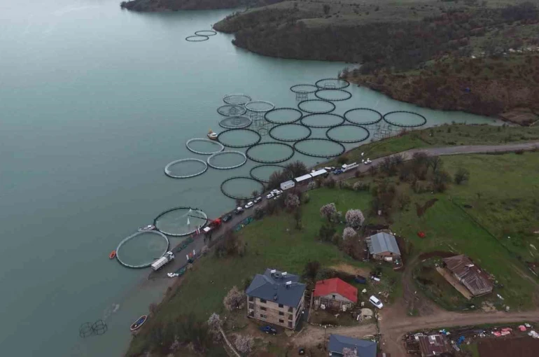 Uzunçayır Baraj Gölü’nde bir ilk: 1 buçuk milyon yavru alabalık su ile buluştu 