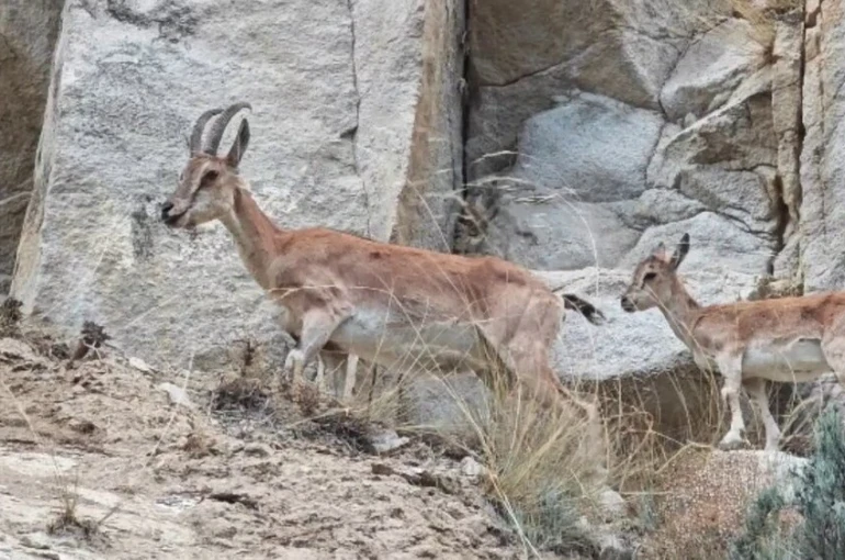 Uzundere’de dağ keçileri görüntülendi 