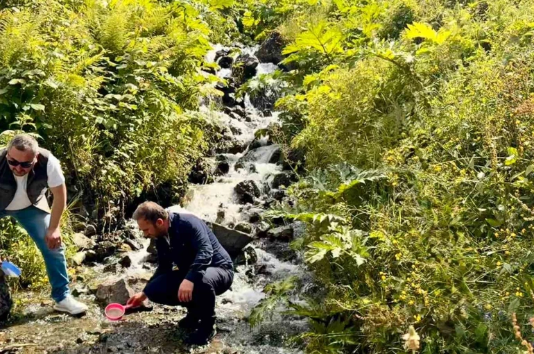 Uzungöl ve çevresindeki derelere 15 bin kırmızı benekli yavru alabalık bırakıldı 