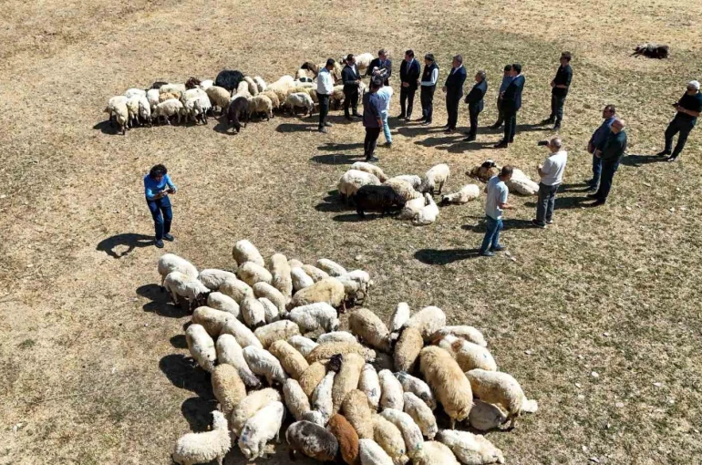 Vali Balcı: "Çiftçilerimize 240 bin koyun verdik"