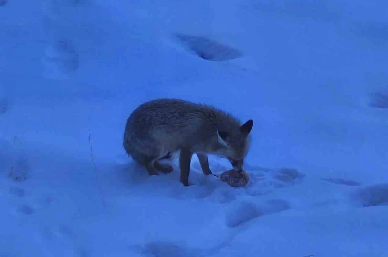 Valilik bahçesindeki davetsiz misafir gülümsetti 