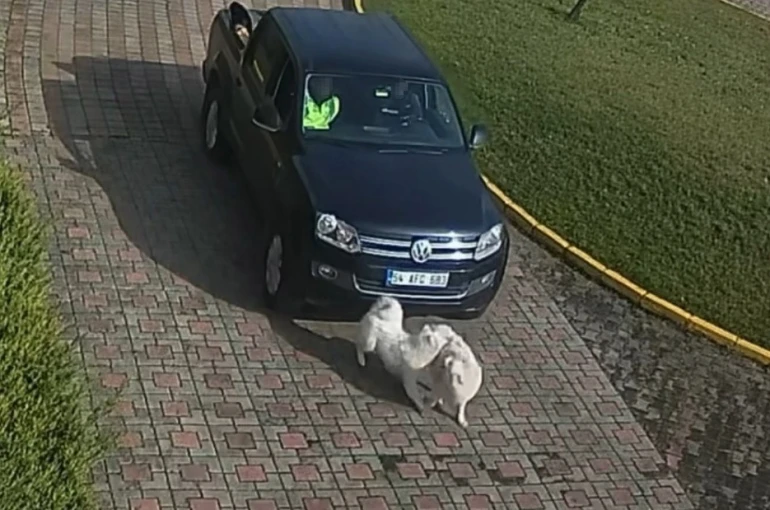 Valilik Konağı’ndaki "köpek ölümü" olayının görüntüleri ortaya çıktı 