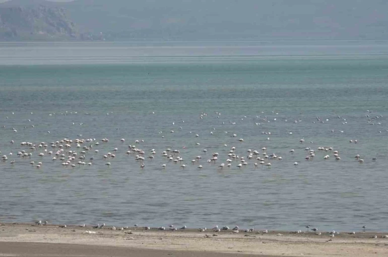 Van Gölü Havzası misafirlerini ağırlıyor 