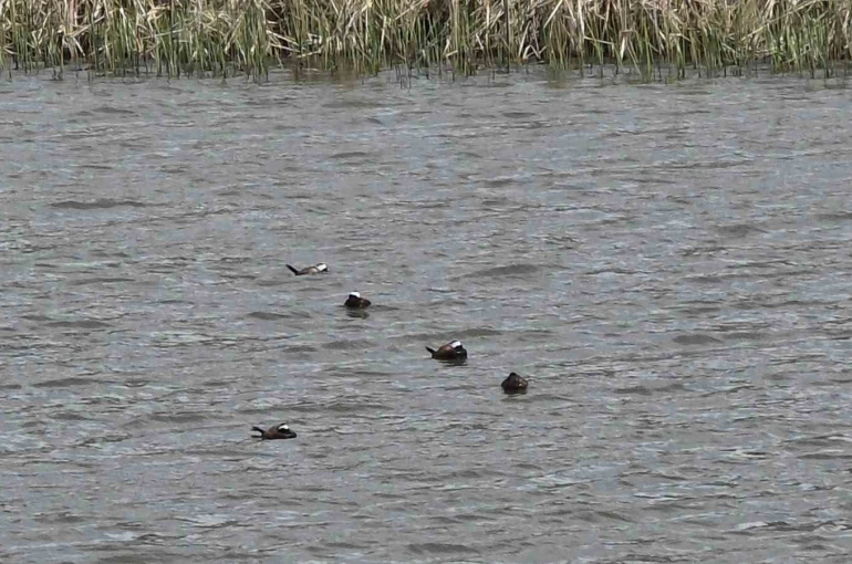 Van Gölü havzasında ’Mavi Gaga’ heyecanı: Nadir misafirler geri döndü 