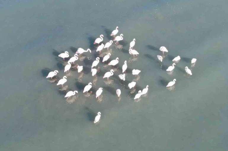 Van Gölü havzasının zarif misafirleri: Allı turnalar Erçek Gölü’ne gelmeye başladı 