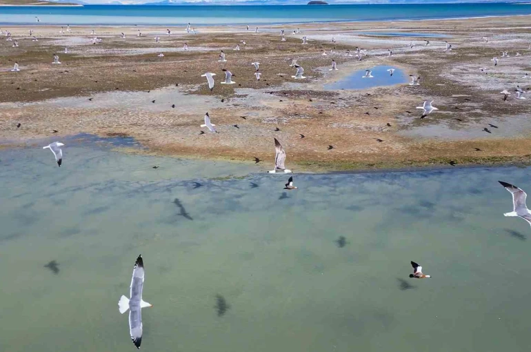 Van Gölü’nde nesli tehlike altındaki Dikkuyruk görüntülendi 