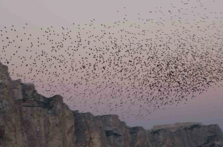 Van Kalesi’nde eşsiz bir gösteri: Sığırcık kuşları havada dans etti 