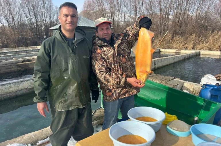 Van’da binlerce ton kapasiteli tesislerde alabalık sağımı başladı 