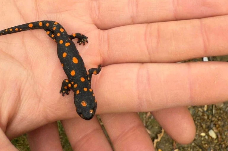 Van’da nadir rastlanan benekli semender görüldü 