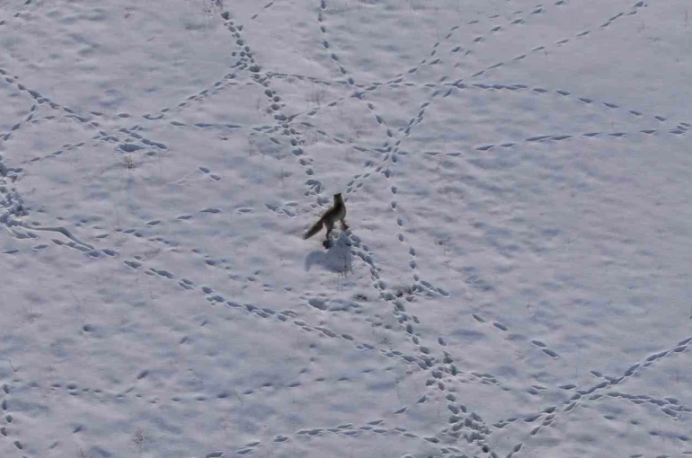 Van’da tilkinin avı dron kamerasına yansıdı 