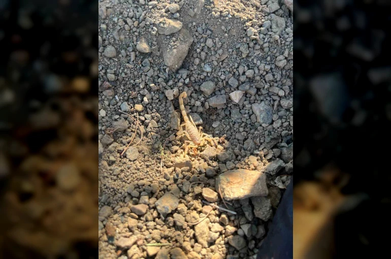 Vişne toplarken akrep sokan şahıs hastaneye kaldırıldı 