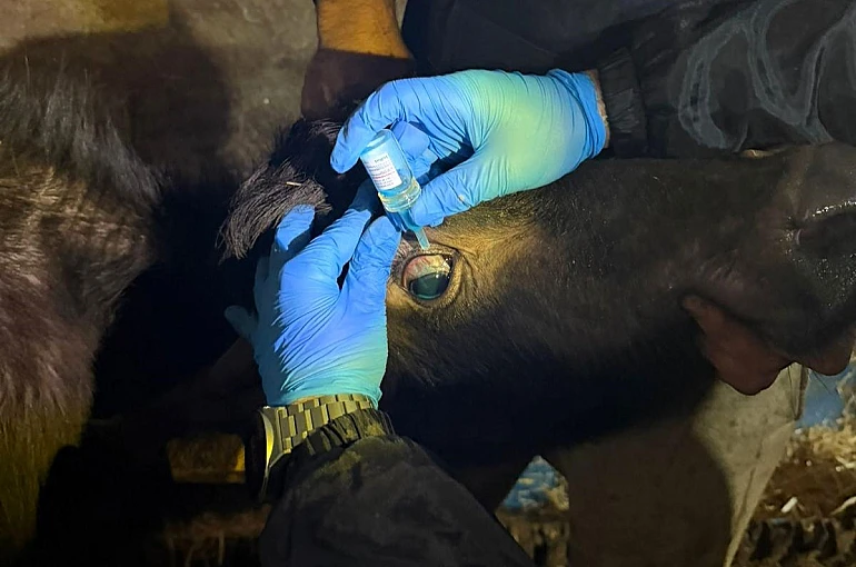 Vize’de büyükbaş hayvanların aşılanması çalışmaları devam ediyor 