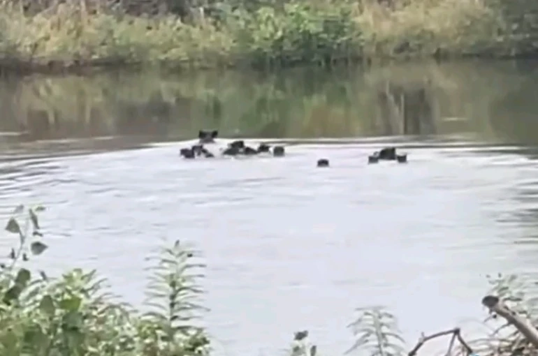 Yaban domuzları Meriç Nehri üzerinden Yunanistan’a geçti 