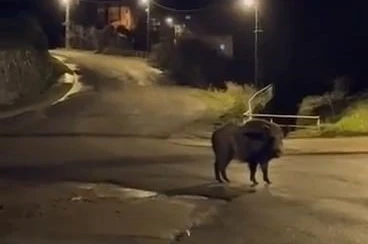 Yaban domuzları yerleşim alanında yiyecek aradı