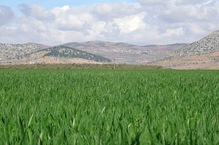 Yağışlar buğday üreticisinin yüzünü güldürdü 